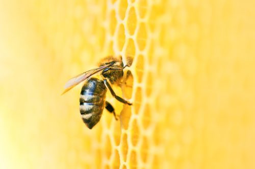 Pierzga pszczela – co musisz wiedzieć?